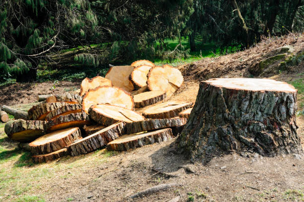 How Our Tree Care Process Works  in  Marion, PA